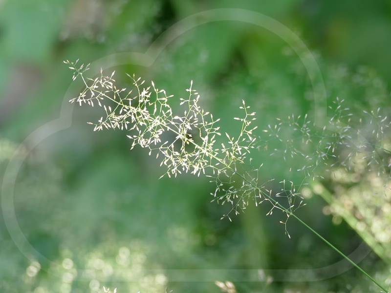 Hello Hayfever season…!
